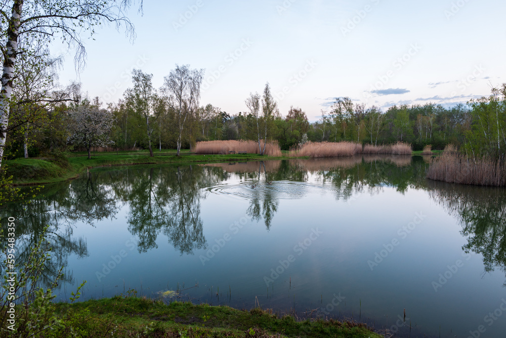 reflection of trees in the lake