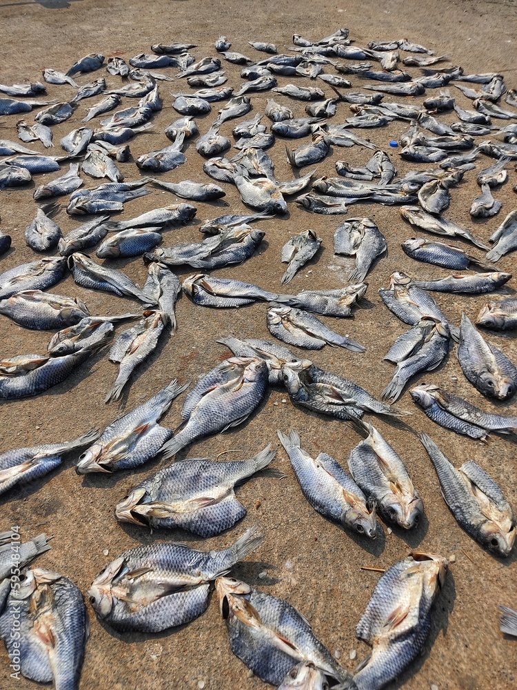 lots of dried fish laying on ground for drying in sun heat