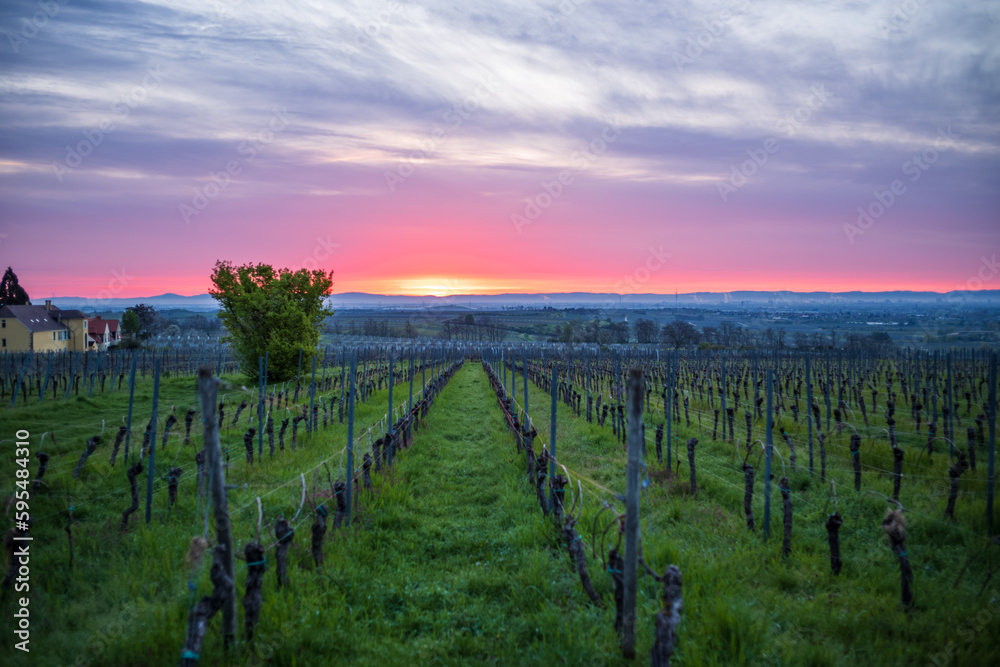 vineyards at sunrise