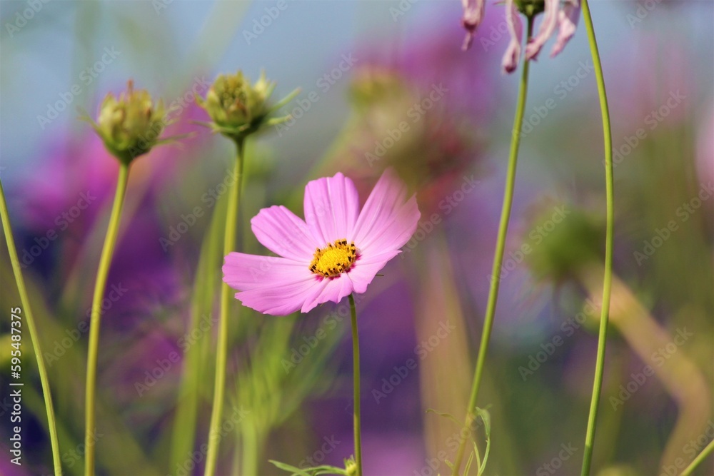 cosmos flower in the field