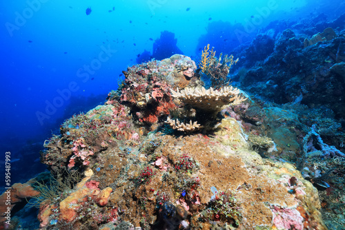 ascidia underwater wildlife animal tropical sea