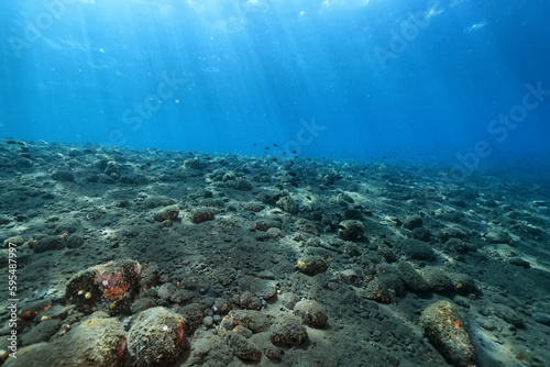 Fototapeta Naklejka Na Ścianę i Meble -  seascape panorama underwater flock of fish in the water