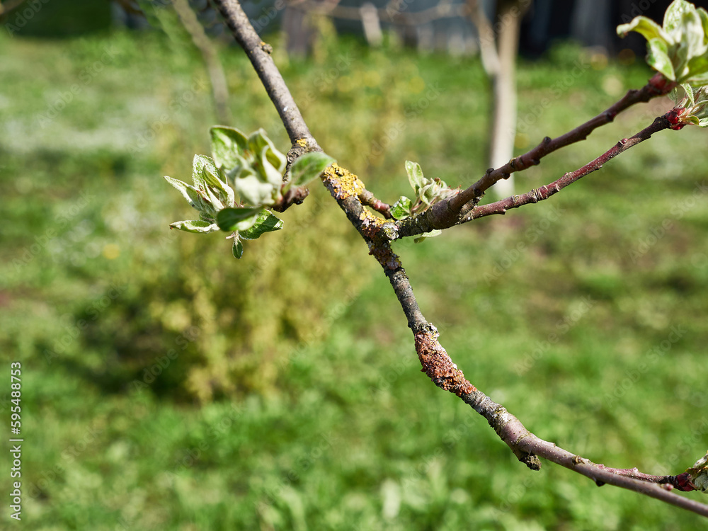 The bark of a fruit tree branch is affected by a fungal disease. The bark of a fruit tree branch is affected by a fungal disease.