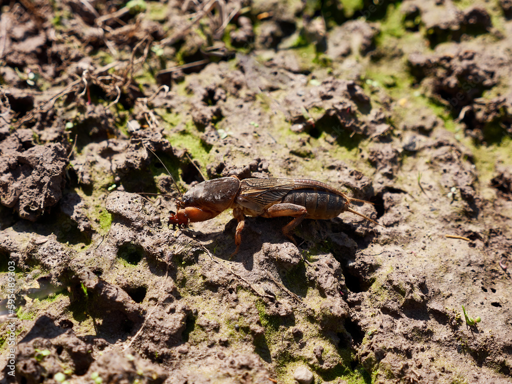 Gryllotalpidae insect in open ground in early spring. Gryllotalpidae insect in open ground in early spring.