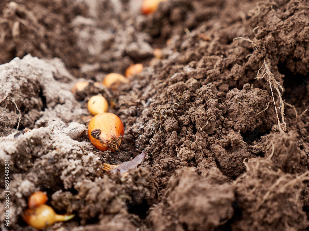 Planting onions in open ground in early spring.