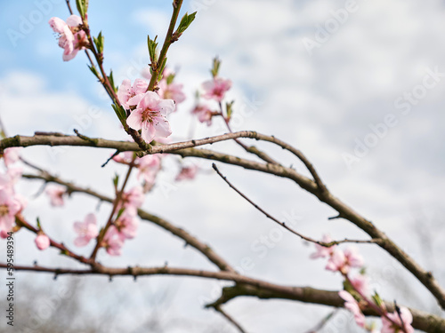 A flowering apricot tree in early spring. gardening. Garden care.