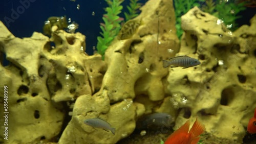 Colourfull fishes in the aquarium. Domestic fish swims. A pet. Underwater world at home. photo