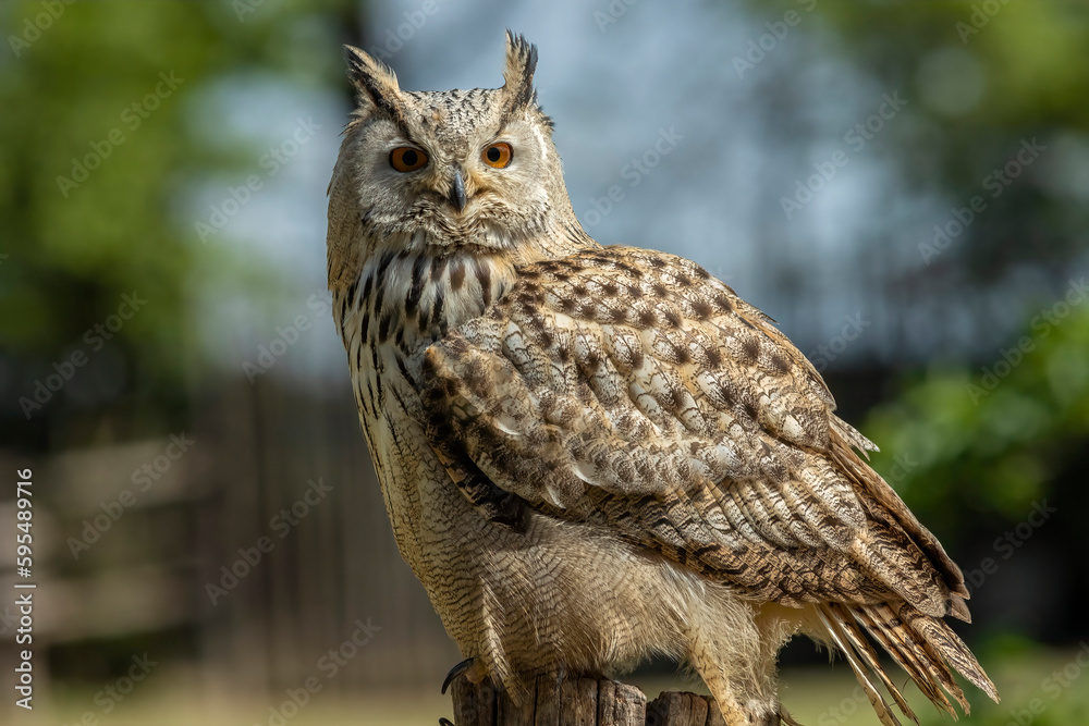 Obraz premium Eurasian eagle-owl