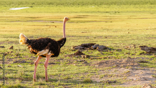 Male Common Ostrich (Masai, North African Ostrich), Amboseli National Park, Kenya. photo