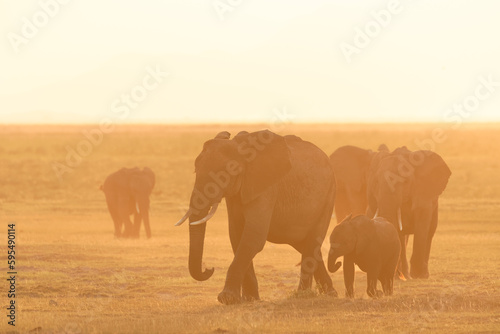 A herd of elephant with calf ( Loxodonta Africana) walking by in golden backlight, Amboseli National Park, Kenya.