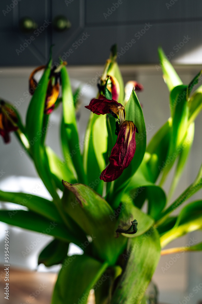 Obraz premium Withered tulips on the background of a kitchen cabinet. Focus on petals