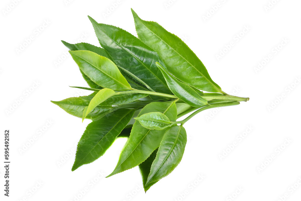 tea leaf on white background tea leaf on white background