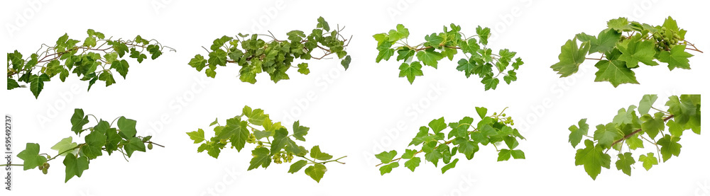 Set of vines on transparent background Set of vines on transparent background