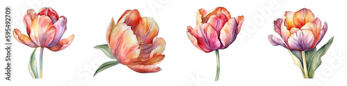 Set of Tulips flower illustration on Transparent Background