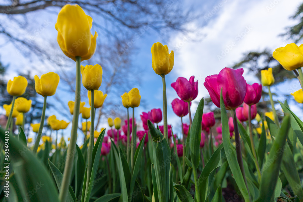 Obraz premium Tulips in a flower bed, yellow and pink flowers against the sky and trees, spring flowers.