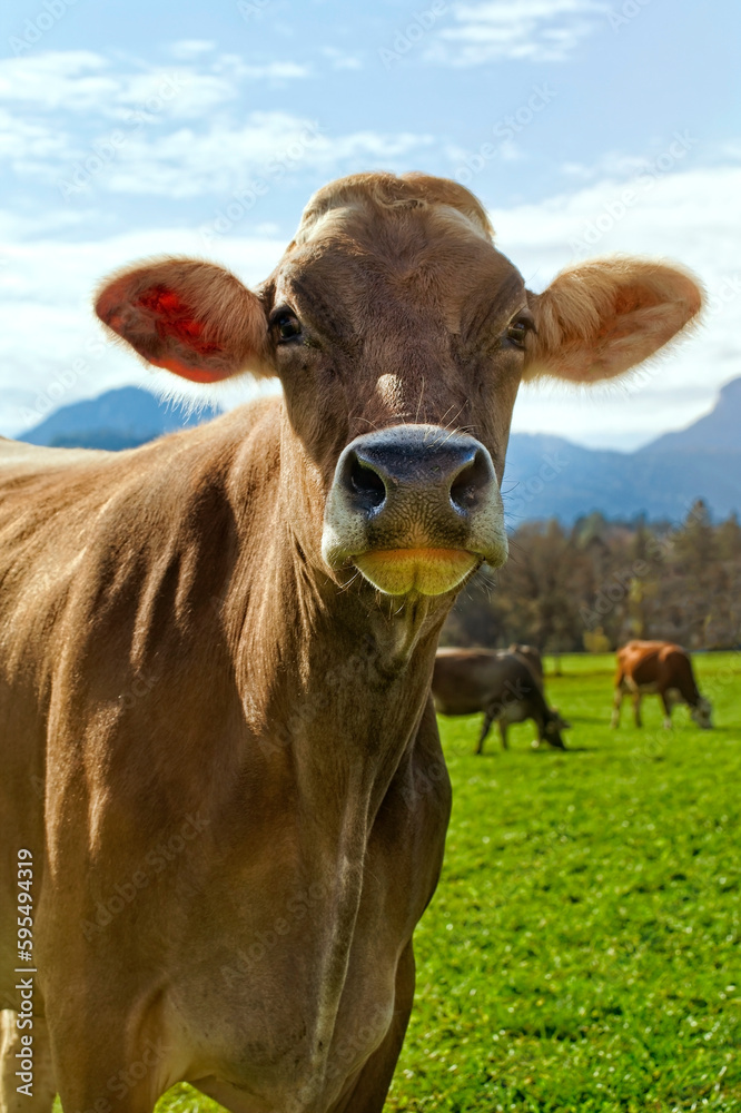 Schweizer Braunvieh mit Herde beobachtet entspannt Wanderer während der morgendlichen Fütterung auf einer üppigen grünen Wiese in den Tiroler Alpen an einem sonnigen Morgen mit Gegenlicht Schweizer Braunvieh mit Herde beobachtet entspannt Wanderer während der morgendlichen Fütterung auf einer üppigen grünen Wiese in den Tiroler Alpen an einem sonnigen Morgen mit Gegenlicht