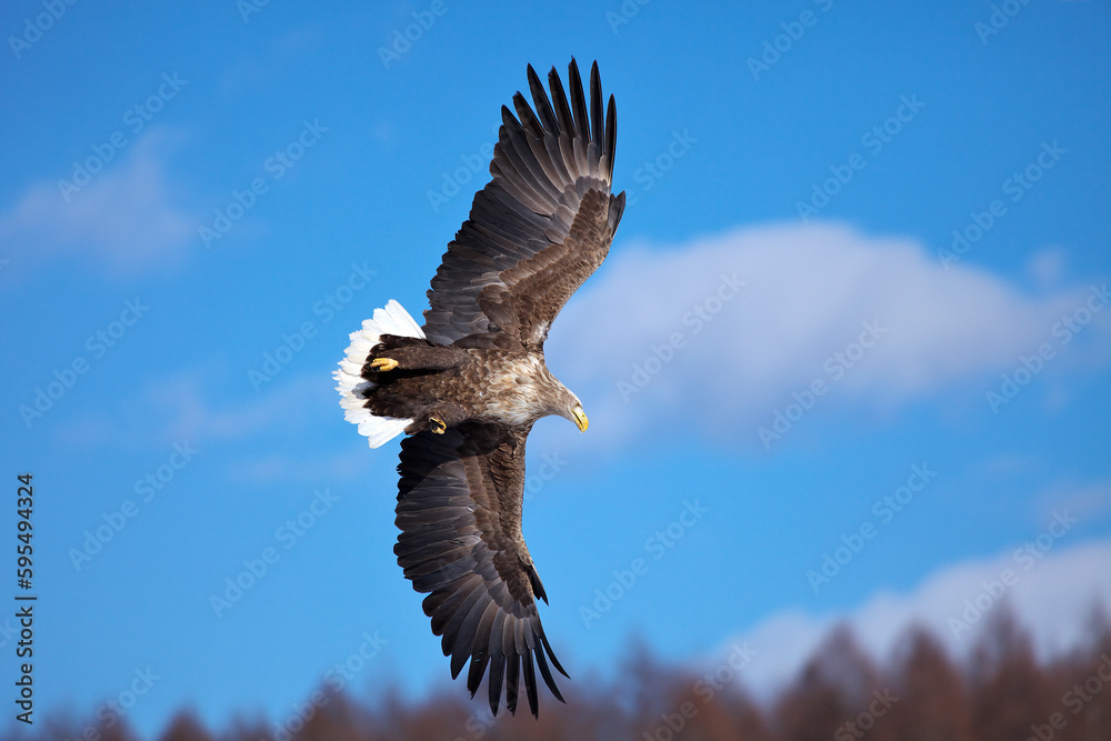 Naklejka premium おじろ鷲（阿寒町）
