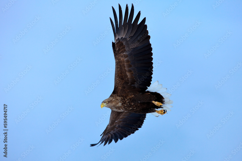 Fototapeta premium オジロワシ