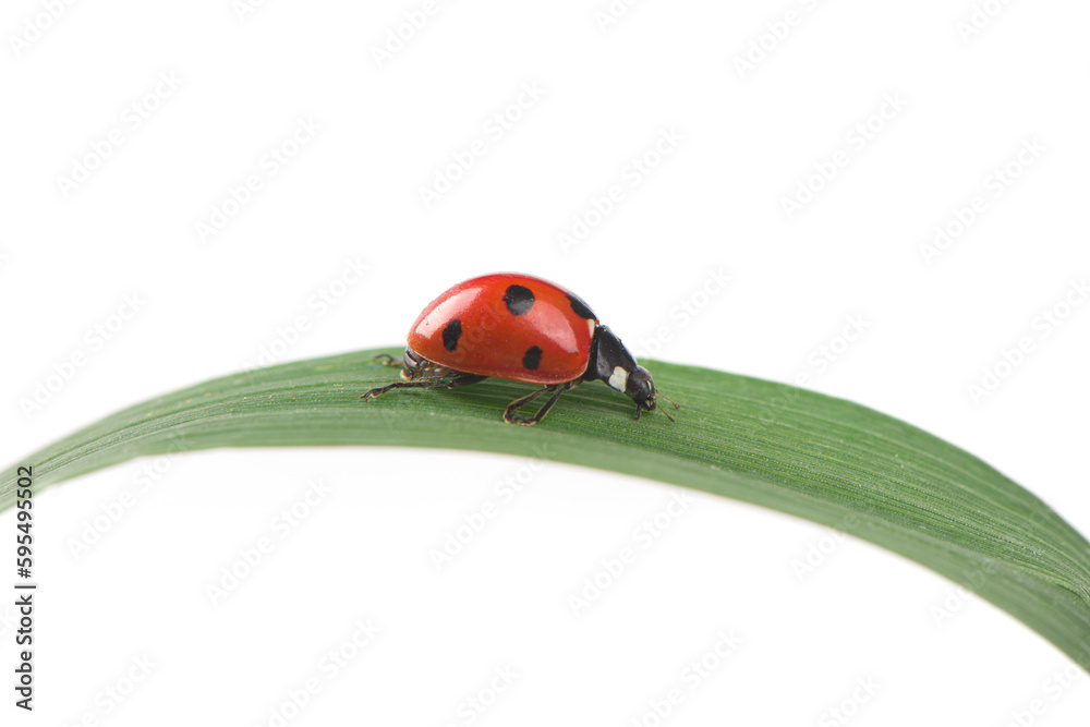 seven-spot ladybird on leaf on white background. seven-spot ladybird on leaf on white background.