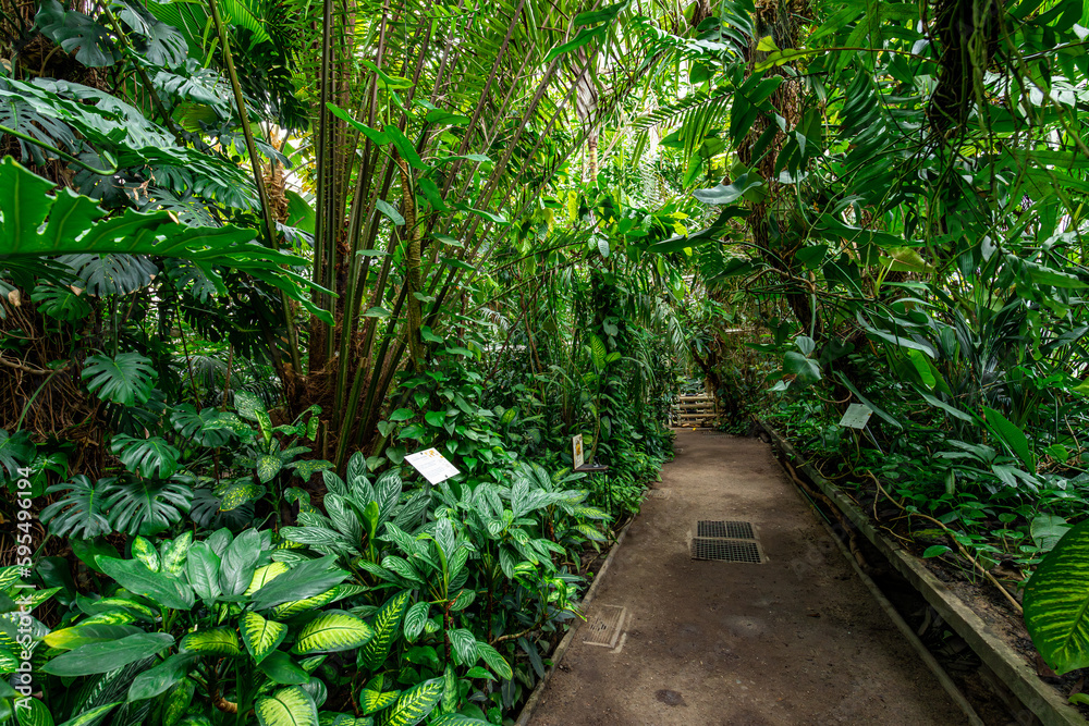Greenhouse full of tropical green plants. The Palm House, an exotic oasis in the middle of the city. Palm house full of exotic plant species. Greenhouse full of tropical green plants. The Palm House, an exotic oasis in the middle of the city. Palm house full of exotic plant species.