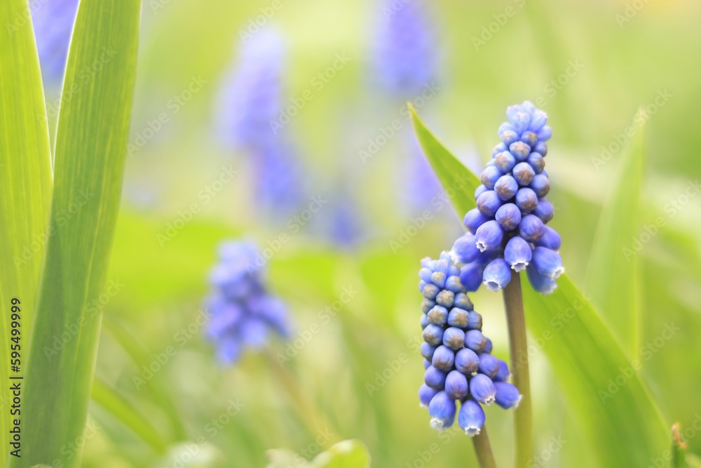 Fototapeta premium Spring blue flowers close up. Nature is in the details. Flowers in spring in sunny weather