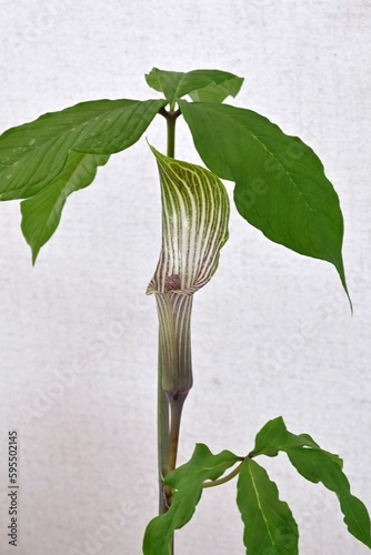 Cobra lily Urashima ( Arisaema urashima ) A Spathe and Spadix. Araceae perennial bulbous plant native to Japan. It grows in semi-shaded wetlands and blooms from March to April. photo