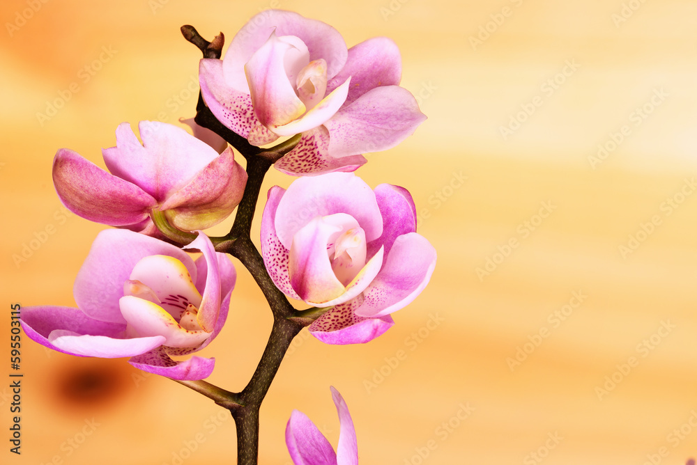 Obraz premium Small twig of orchid and plank background