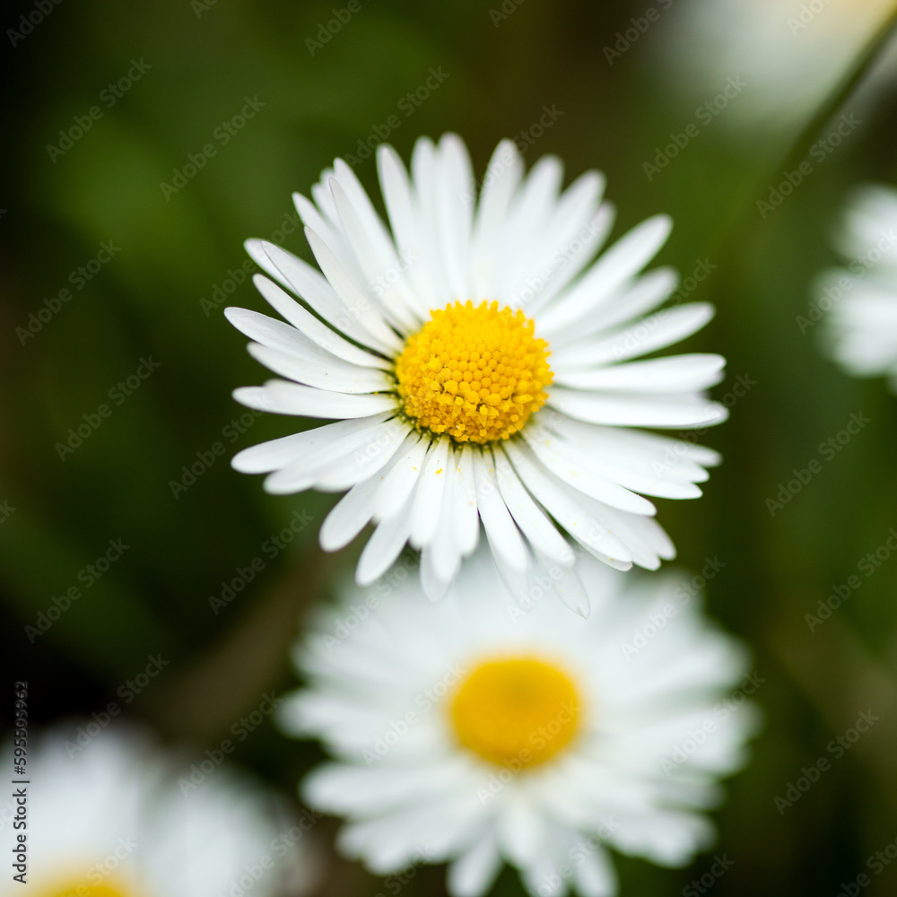 Closeup of a daisy ion a spring day Closeup of a daisy ion a spring day