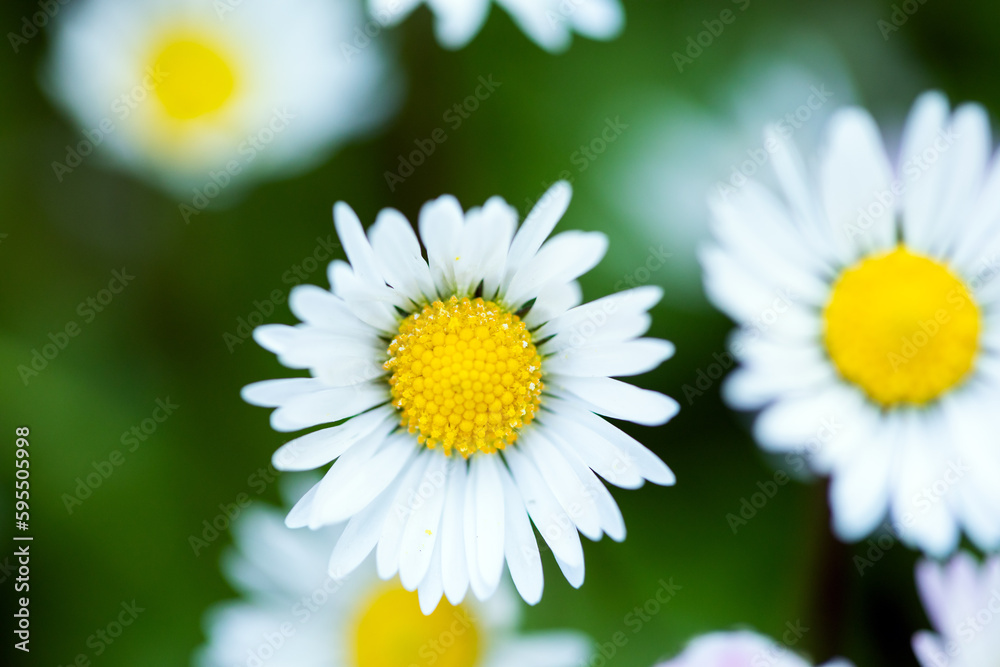 Closeup of a daisy ion a spring day Closeup of a daisy ion a spring day