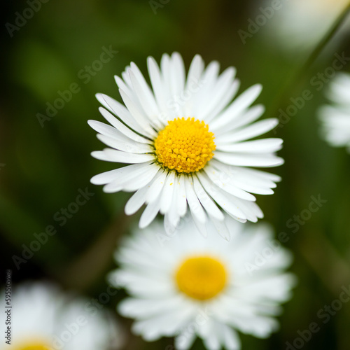 Closeup of a daisy ion a spring day