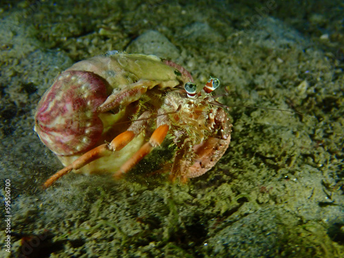 Hermit Cancer. A hermit crab in a shell poses on the sandy bottom of the sea.