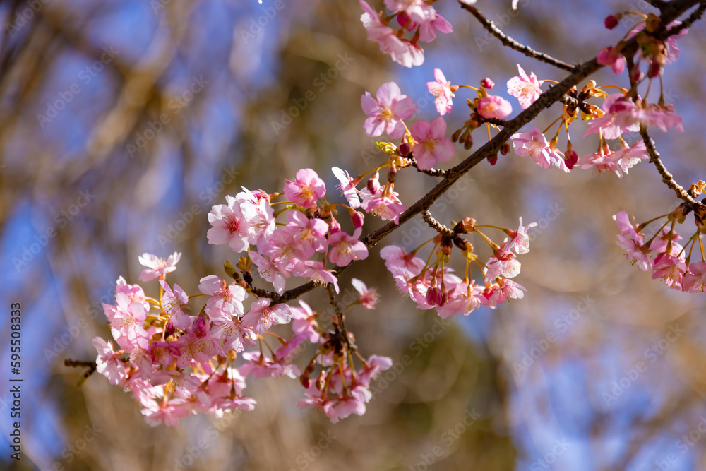 Kawazu cherry blossoms behind blue sky sunny day close up