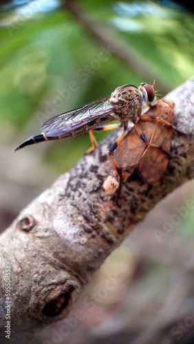"Predator and Prey: Ommatius Catching Insect on Tree"
Natural Selection: Ommatius Thriving in its Environment