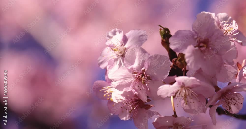 A 2x slow motion of Kawazu cherry blossoms close up A 2x slow motion of Kawazu cherry blossoms close up