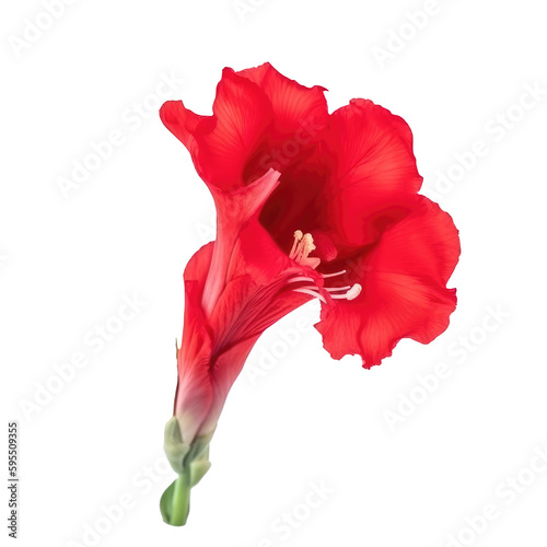red gladiolus flower isolated on white