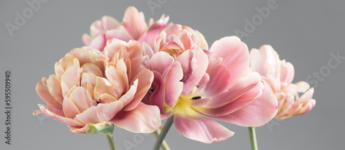 Tulip bouquet, tulips spring flowers close up, blooming pastel pink tulips Easter background, bunch. Beautiful Spring flowers blooming, beauty flower. Watercolor Belle Epoque tulips over grey backdrop