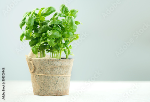 Basil plant growing in a pot. Close-up of fresh basil leaves in rustic pot on a table. Green flavoring. Fresh Basil. Nature healthy. Condiment concept. Mediterranean, Italian cuisine 