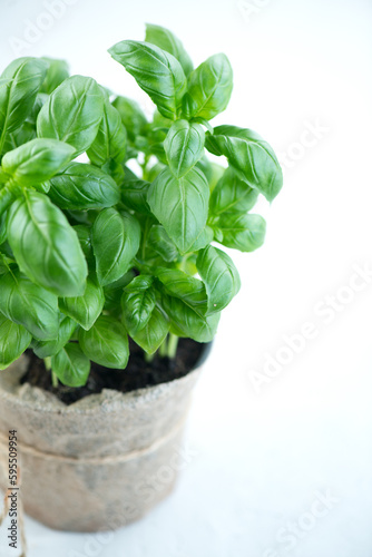 Basil plant growing in a pot. Close-up of fresh basil leaves in rustic pot on a table. Green flavoring. Fresh Basil. Nature healthy. Condiment concept. Mediterranean, Italian cuisine. Vertical image 