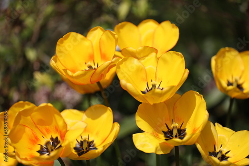 Gelbe Tulpen im Fr  hling