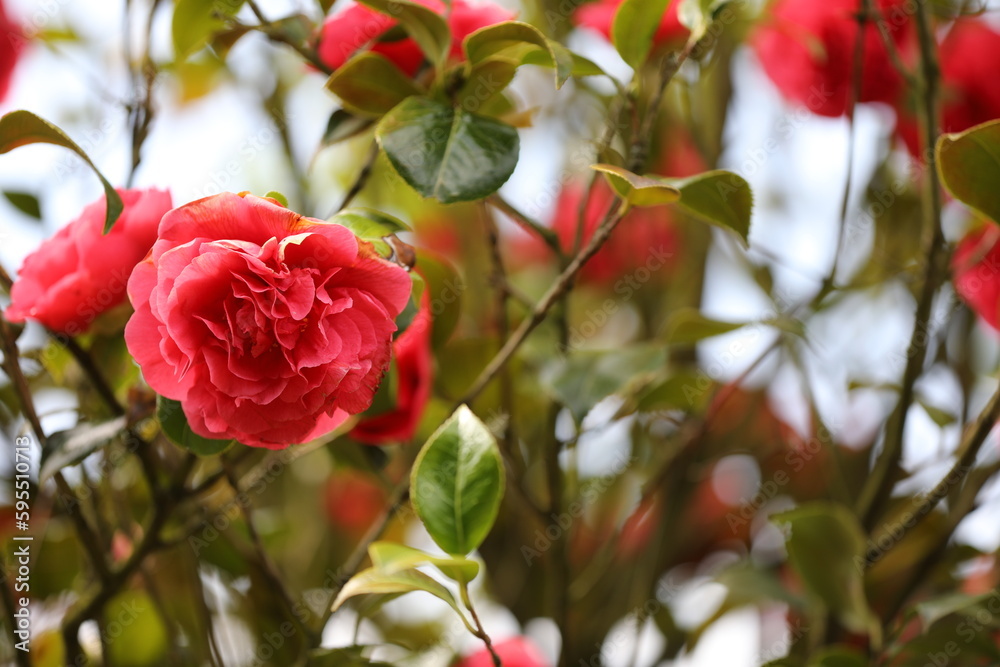 Große rote Blüte Große rote Blüte