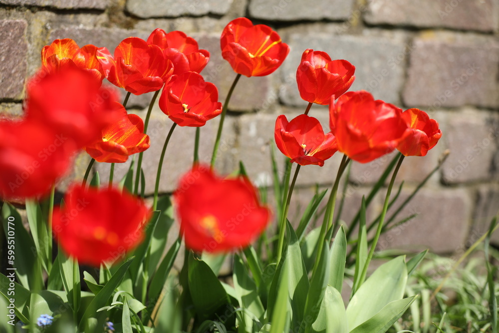 Fototapeta premium Rote Tulpen vor einer Steinmauer