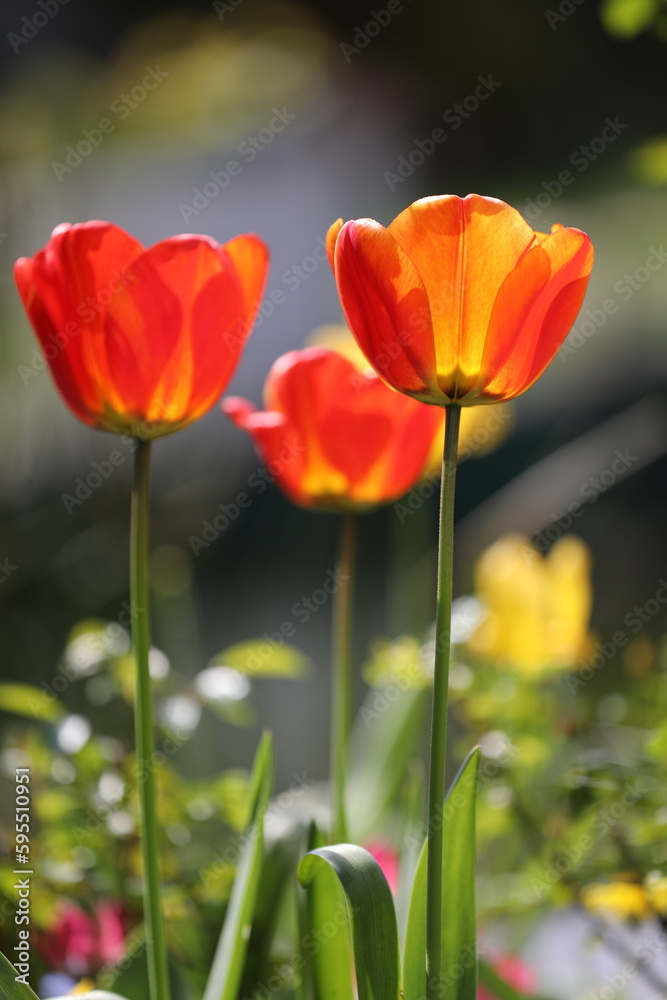 Fototapeta premium Rote Tulpen im Frühling