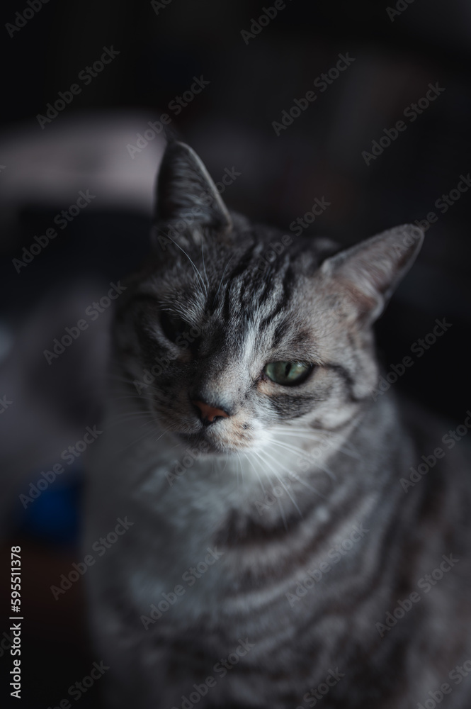catすなわち猫 catすなわち猫