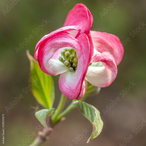 Pink dogwood flower (Cornus florida rubra) in a garden