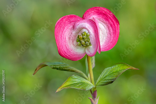 Pink dogwood flower (Cornus florida rubra) in a garden