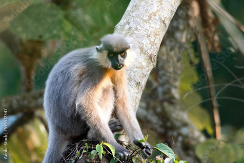 black face langur sitting on a tree