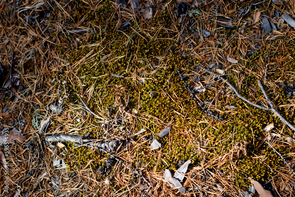 Coniferous forest floor with pine cones, fir needles and moss Coniferous forest floor with pine cones, fir needles and moss