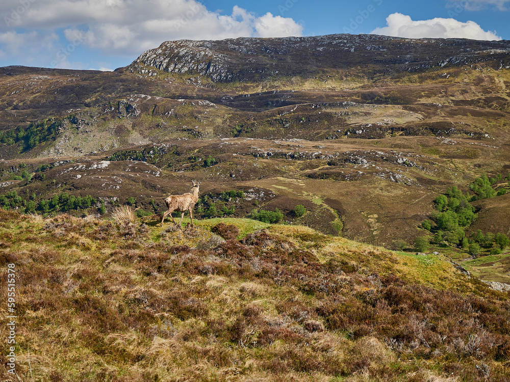 roe deer stag standing in landscape of scottish highlands.