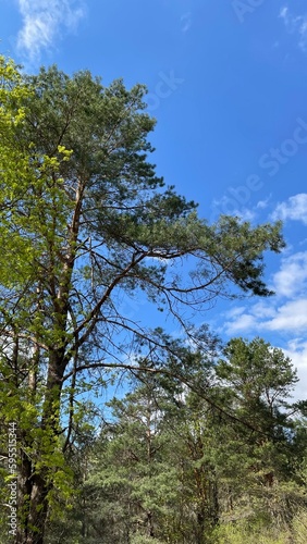 trees in the forest © Andrei