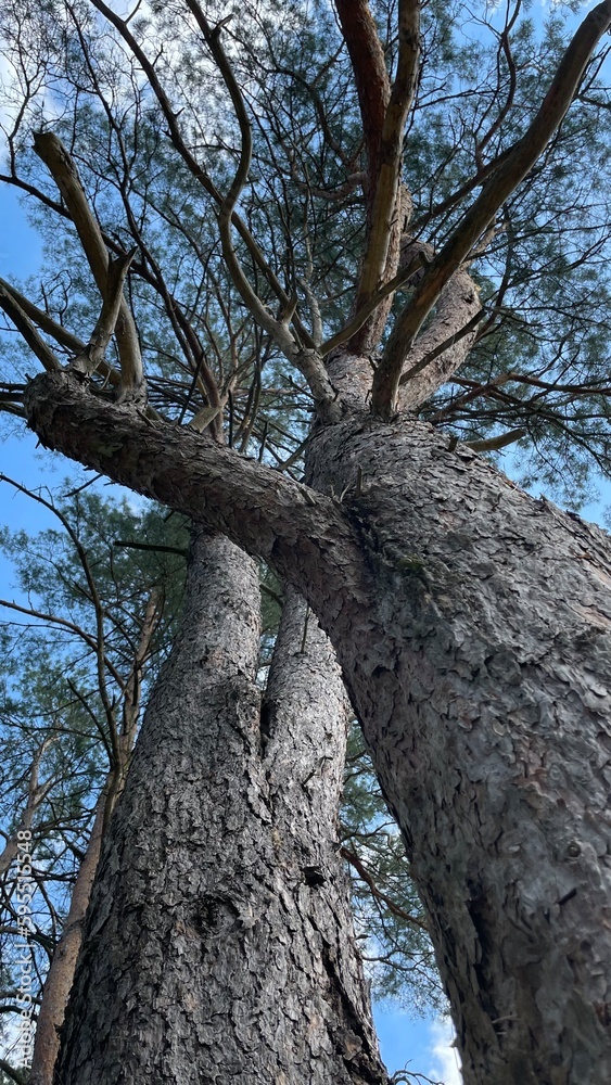 Fototapeta premium Pine branches 
